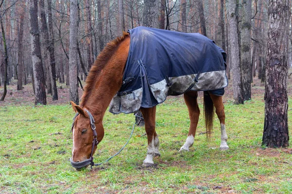 Running Horse Blanket Park Animals — Stock Photo, Image