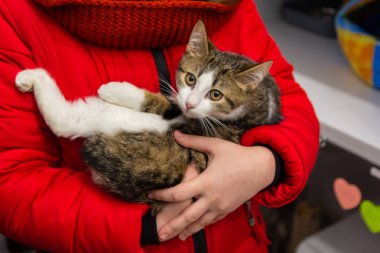 Korkmuş kedi yavrusu evsiz hayvanlar için barınakta bir gönüllü tarafından ele geçirildi.
