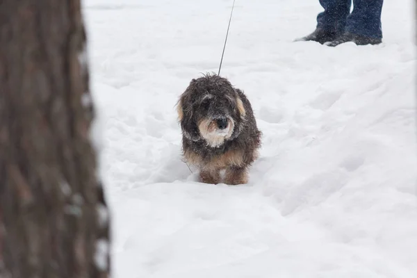 Dog Leash Walk Winter Park Pets — Stock Photo, Image