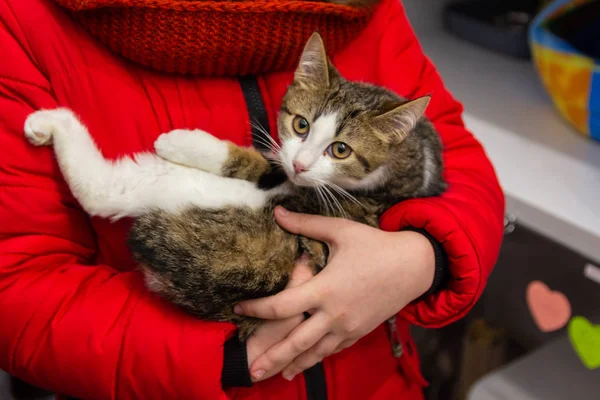 Korkmuş kedi yavrusu evsiz hayvanlar için barınakta bir gönüllü tarafından ele geçirildi.