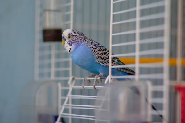 Perroquet Ondulé Bleu Trouve Sortie Cage Oiseaux — Photo
