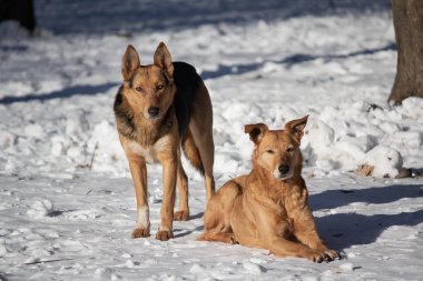 Beyaz kar evsiz köpekleri. Evcil hayvan