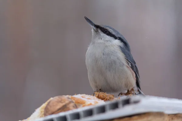 Sıvacı Kuşu Yemlik Bir Kış Parkta Oturur Kuşlar — Stok fotoğraf