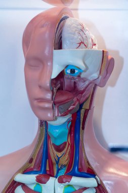Bir sergi anatomi insan baş modeli. Tıp ve obazovanie