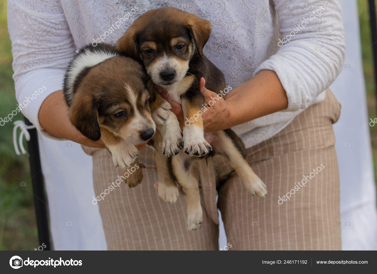 mongrel puppies