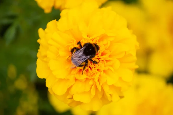 Hommel bestuift een gele bloem op het gazon. Natuur — Stockfoto