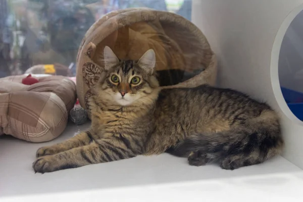 Gato sin hogar en el refugio detrás del vidrio. Mascotas — Foto de Stock