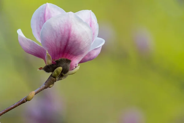 Bloeiende Magnolia in een tuin close-up. Bloemen — Stockfoto