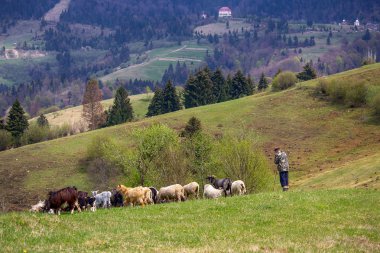 Koyun ve keçi bir çayırda dağlar bir arka plan üzerinde çoban. Karpat