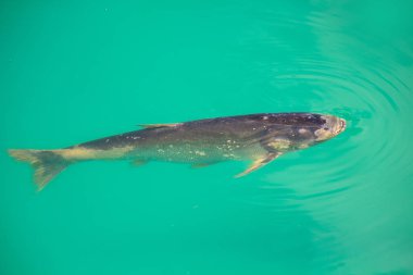 Sazan balık çiftliğinde bir havuzda yüzüyor. Balık