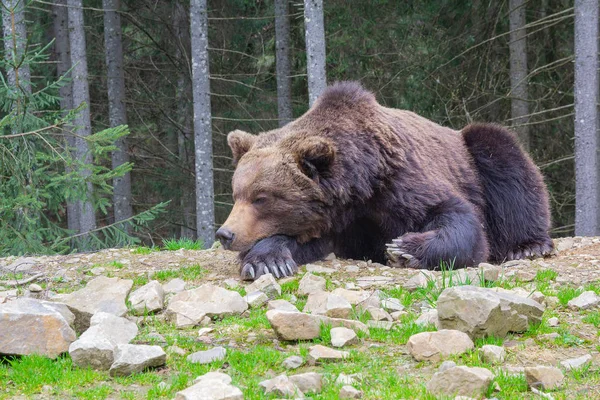 Бурый медведь спит на земле крупным планом. Животные — стоковое фото