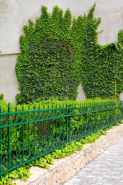 栅栏和墙壁与常春藤缠绕在一起。城市 — 图库照片