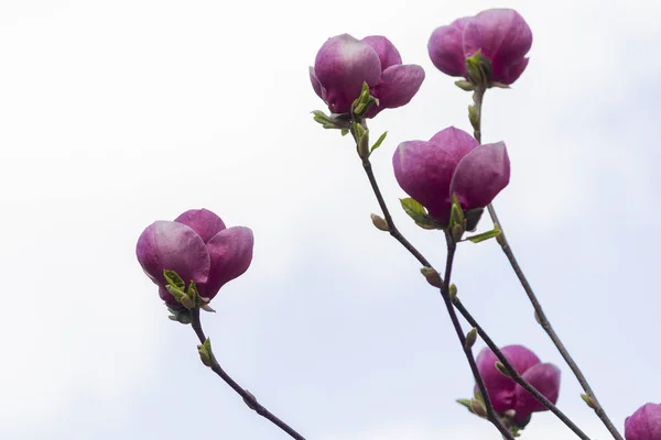 Bloesem magnolia tak tegen blauwe hemel — Stockfoto