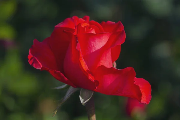 Rosa vermelha no jardim de perto. Flores — Fotografia de Stock