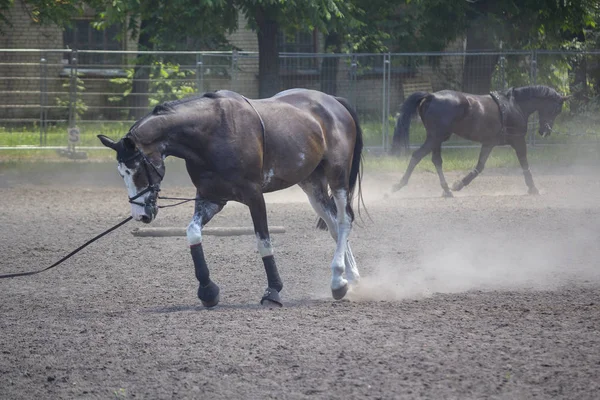 Course de chevaux sur l'hippodrome pendant l'entraînement. Le sport — Photo