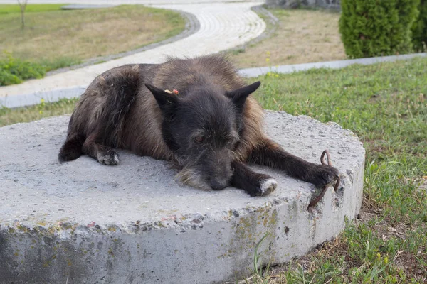 Un viejo perro sin hogar yace en el parque. Mascotas — Foto de Stock