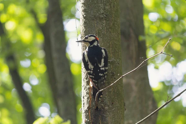 Pájaro carpintero en un árbol en un parque. Aves — Foto de Stock