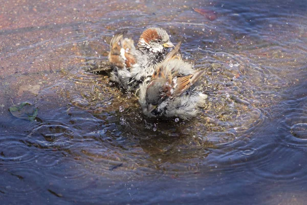 Воробьи плавают в луже в полуденную жару. Птицы — стоковое фото