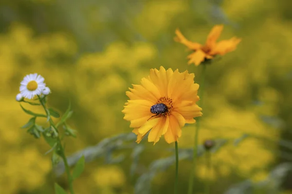 草地上的蜜蜂和黄色宇宙花。自然 — 图库照片