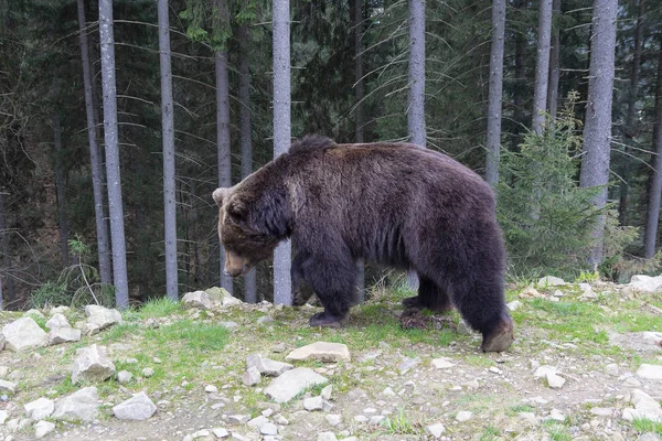 Бурый медведь идет по лесу. Животные — стоковое фото