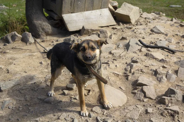 在狗窝附近的铁链上的可怜的饥饿的家养狗。宠物 — 图库照片
