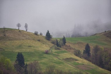 Yaz aylarında otlayan inekler ile dağ Otlak mera. Tarım kompozisyon, Karpatlar, Ukrayna