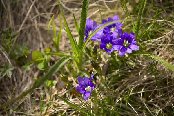 Las flores silvestres - las campanas en la llanura montañosa. Flores — Foto de Stock