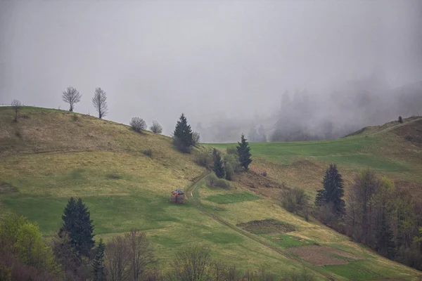 Mountain grassland with grazing cows in summer pasture. Agricultural composition, Carpathians, Ukraine