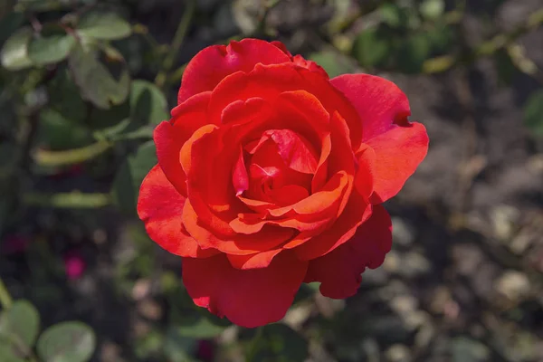 Rosa vermelha bonita iluminada pelo sol no jardim — Fotografia de Stock