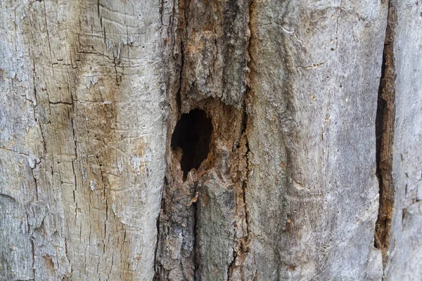 Agujero en el viejo árbol. Fondos y texturas — Foto de Stock