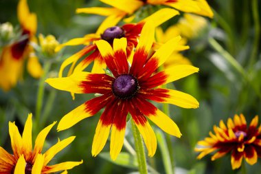 Kırmızı ve sarı çiçek arizona güneşte çayır yakın çekim