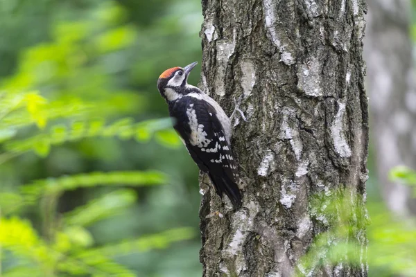 Un gran pájaro carpintero está sentado en una bola de árbol. Aves — Foto de Stock