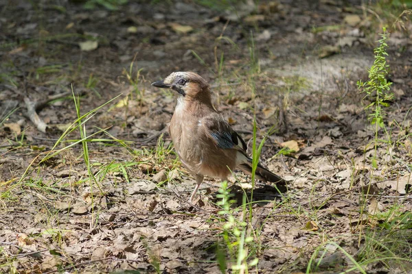 Jay au sol dans la forêt. Oiseaux — Photo