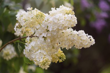 Çiçekler leylak yeşil yaprakları yakın çekim bir arka plan üzerinde beyaz