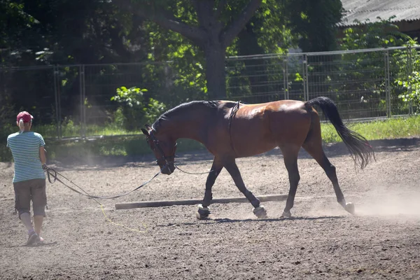 Cheval féminin et conducteur sur l'hippodrome pendant l'entraînement. Animaux — Photo