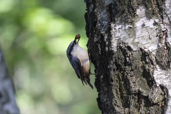 Nuthatch extrae comida sentada al lado del árbol. Aves —  Fotos de Stock