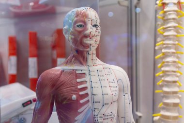 İç resimle çalışmak için insan bir organ salak. İlaç, eğitim