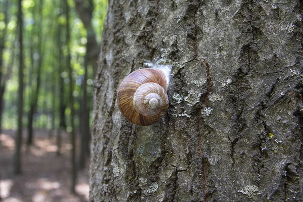 Snail slowly creeps up to the tree. Nature — Stock Photo, Image