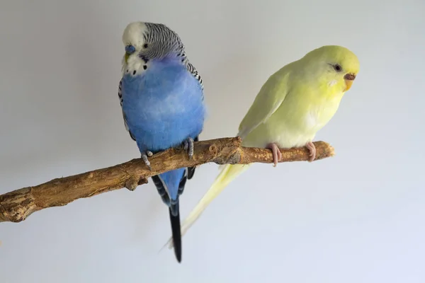 Deux perroquets domestiques ondulés sont assis sur une branche. Oiseaux — Photo