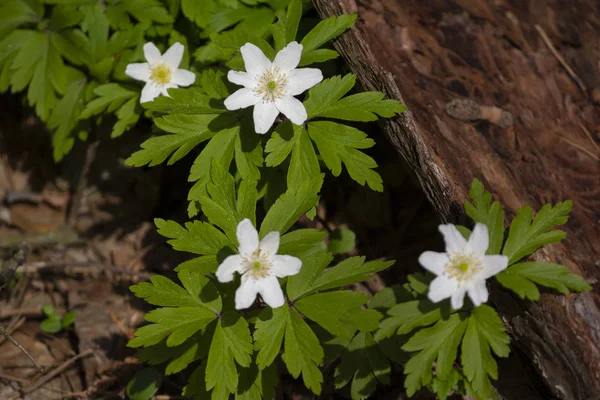 Artic Starflower, Chickweed-wintergreen o Trientalis europaea flowers at forest —  Fotos de Stock