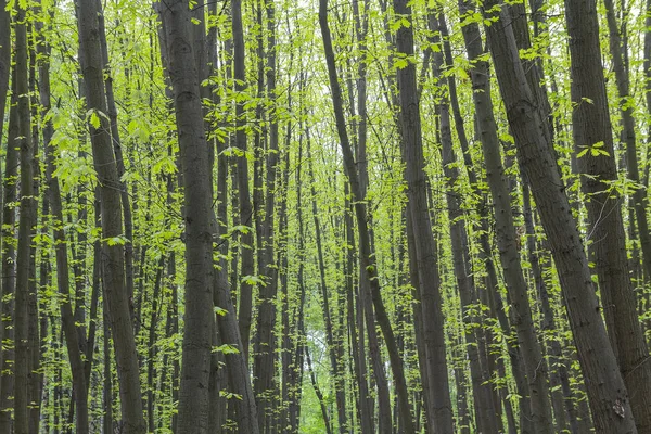 Bahar ormanındaki ağaçlarda taze yapraklar. Doğa — Stok fotoğraf