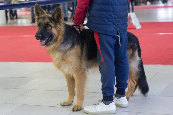 Young german shepherd dog at the dog show. Pets — Stock Photo, Image