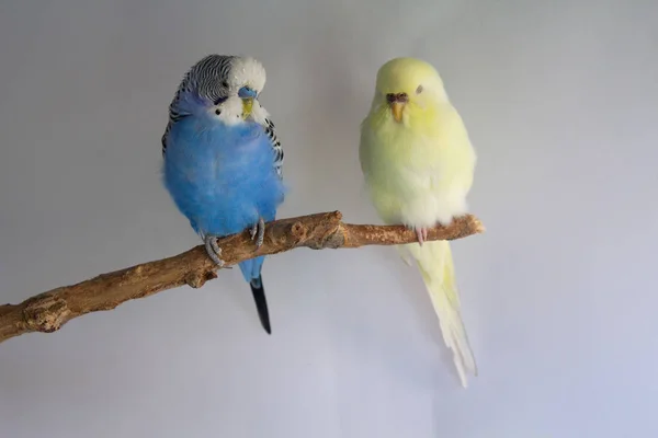 Пара домашних волнистых попугаев сидят на ветке. Птицы — стоковое фото