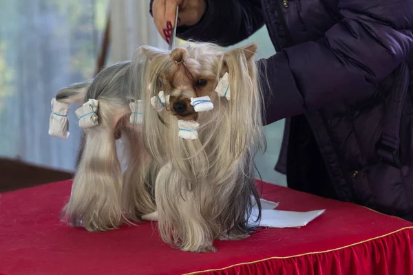 Yorkshire Terrier is preparing for the dog show. Dog breeding