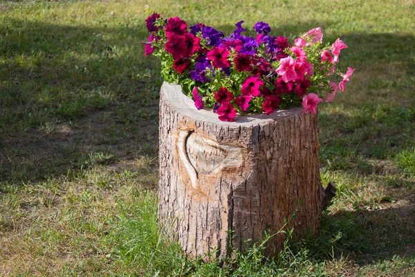 Macizo de flores en forma de tocón viejo — Foto de Stock