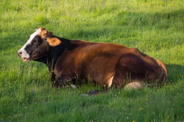 İnek çiftlikteki çayırda yatıyor. Hayvan