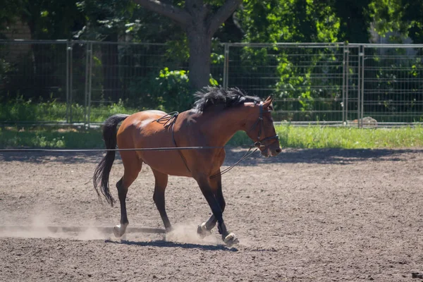 Corsa di cavalli in pista durante l'allenamento. Sport — Foto Stock