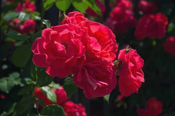 Όμορφα κόκκινα τριαντάφυλλα στον κήπο. Λουλούδια — Φωτογραφία Αρχείου