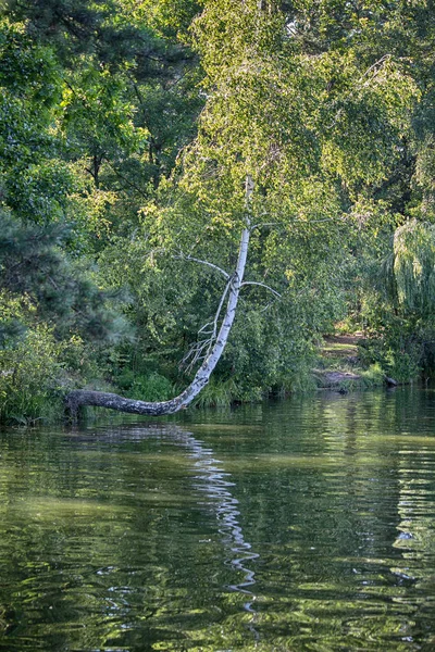 Árbol apoyado en la superficie del agua del lago. Naturaleza —  Fotos de Stock