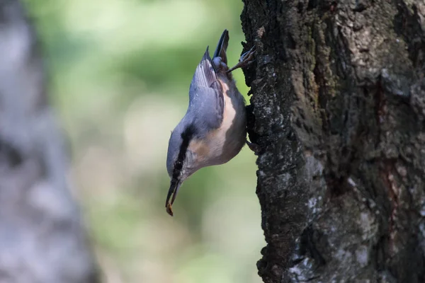 La Sittelle extrait de la nourriture assise sur le côté de l'arbre. Oiseaux — Photo